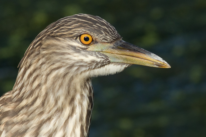 juvenile black-crowned night heron 385