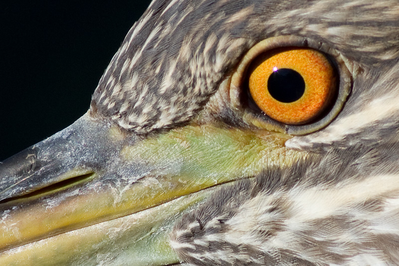 juvenile black-crowned night heron 390