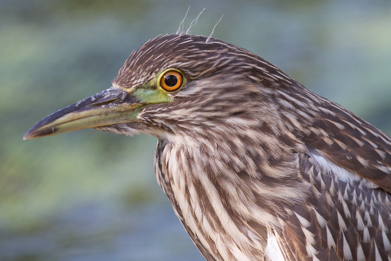 juvenile black-crowned night heron 394
