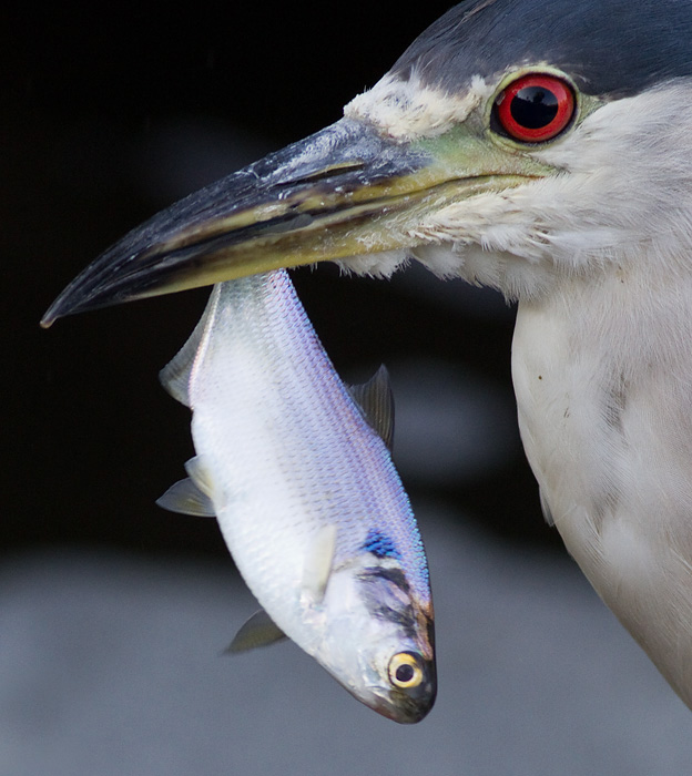black-crowned night heron 222