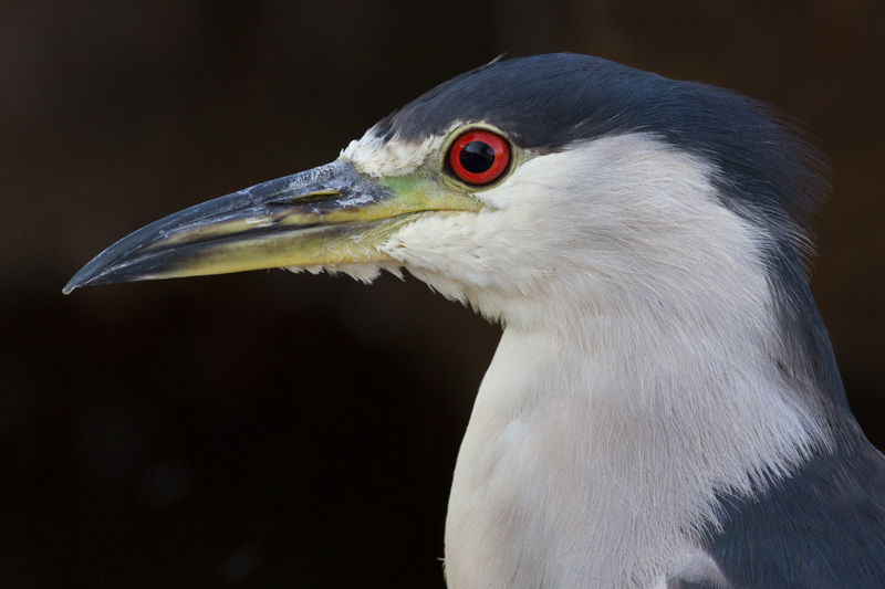 black-crowned night heron 226
