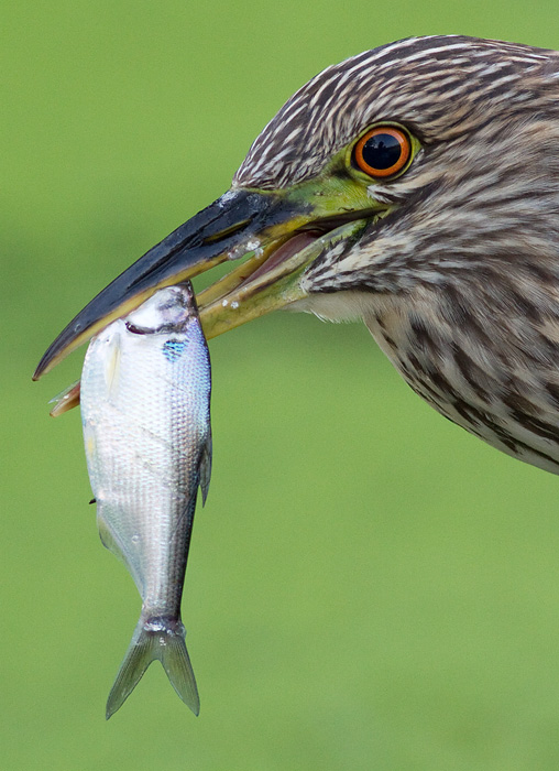 juvenile black-crowned night heron 400