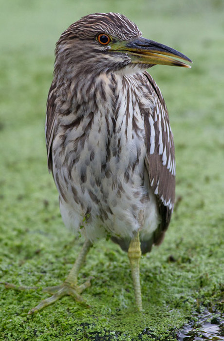 juvenile black-crowned night heron 404