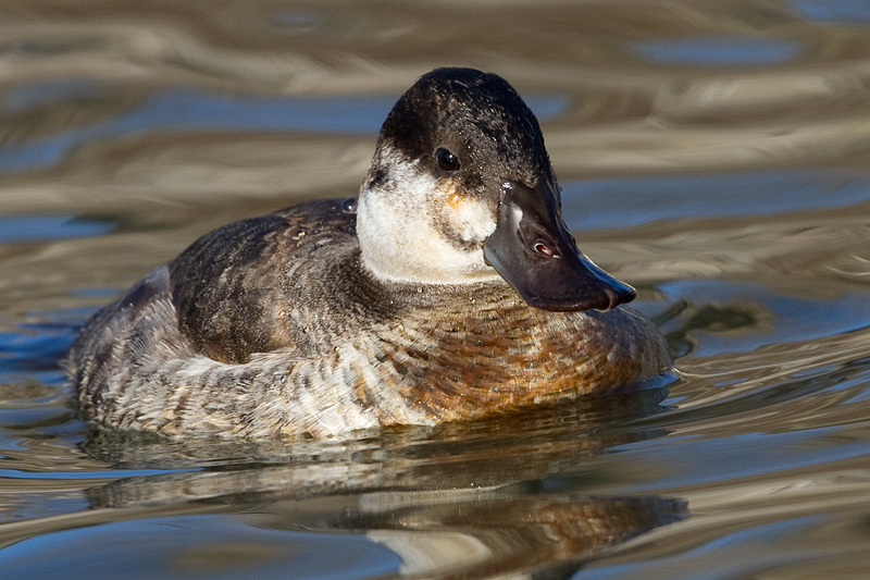 ruddy duck 1