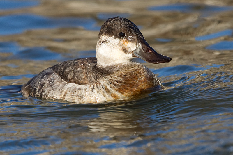 ruddy duck 2