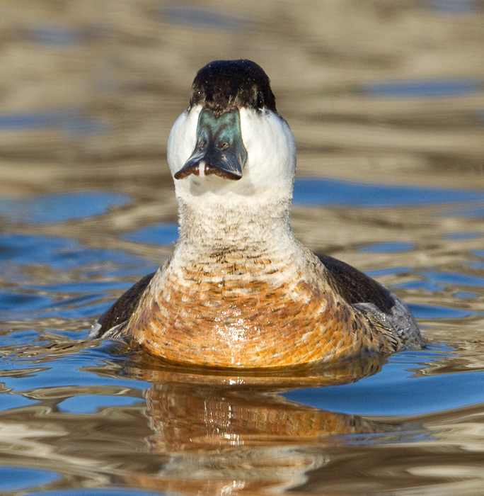 ruddy duck 6