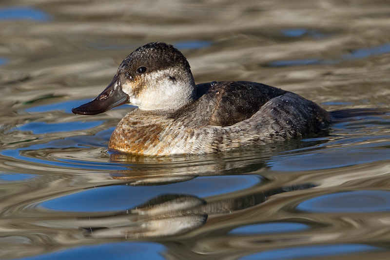 ruddy duck 9