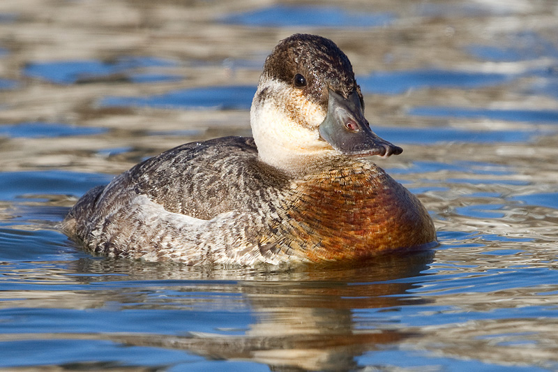 ruddy duck 10