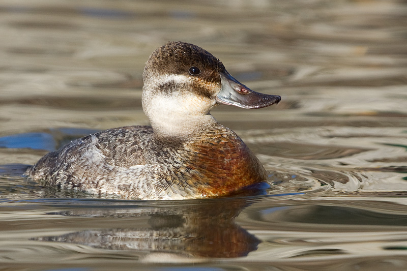 ruddy duck 13