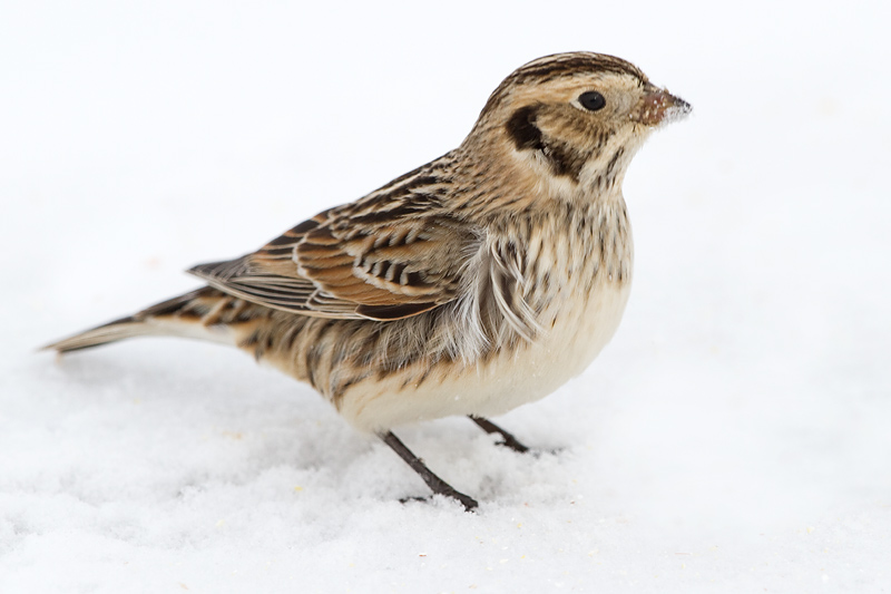 lapland longspur 55