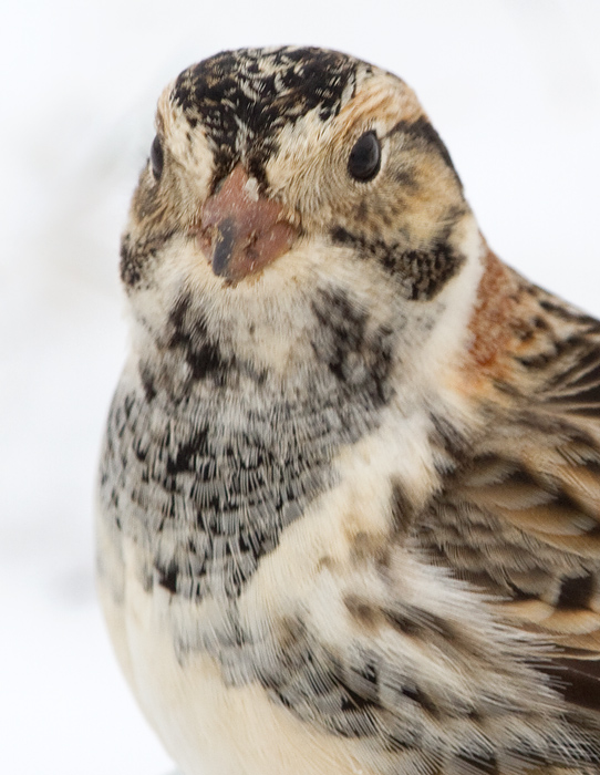 lapland longspur 62
