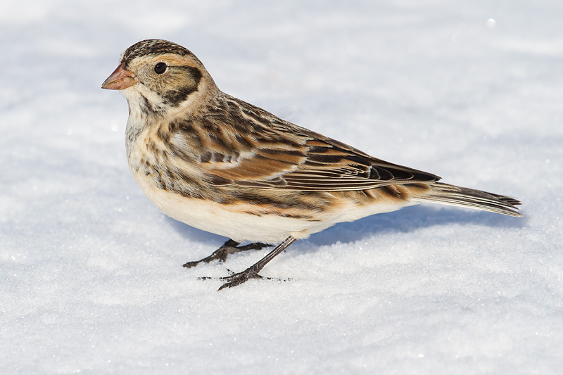 lapland longspur 70