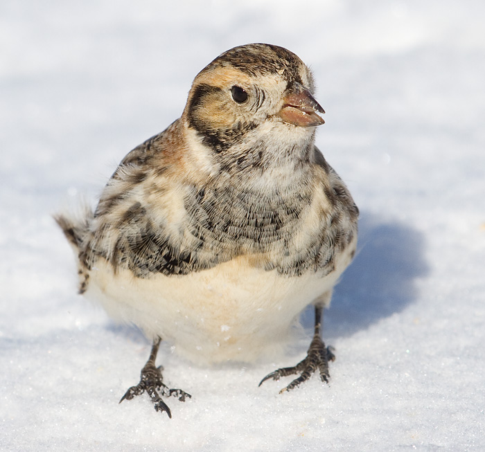 lapland longspur 71