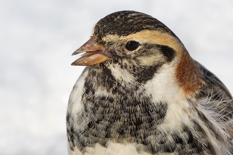 lapland longspur 78