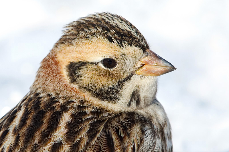 lapland longspur 79