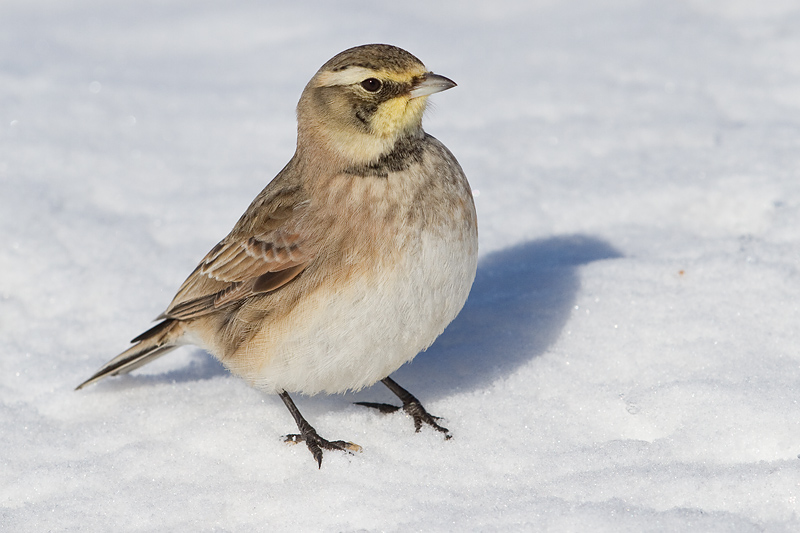 horned lark 77