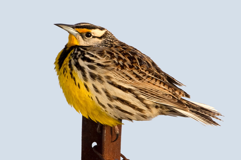 eastern meadowlark 8
