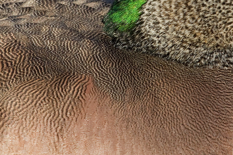 wigeon 23