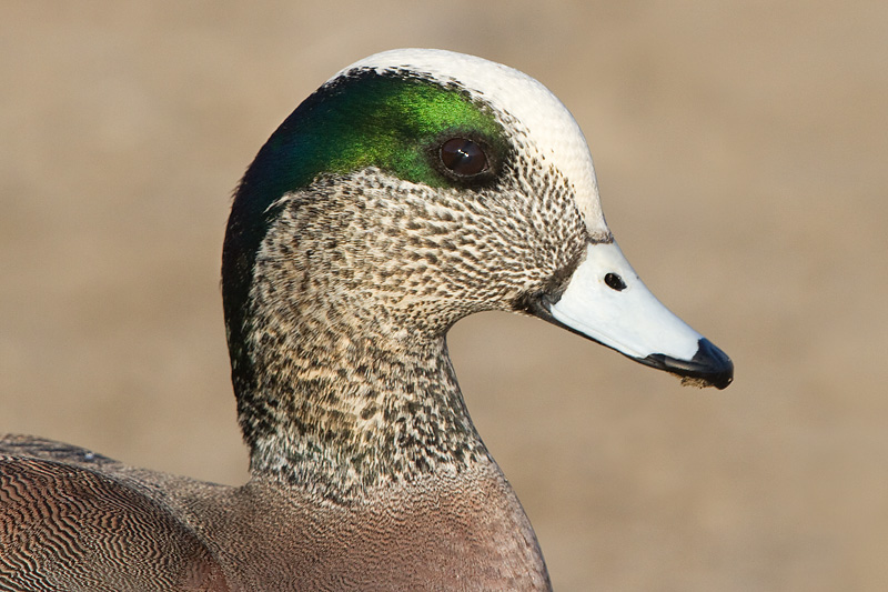 wigeon 25