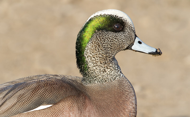 wigeon 27