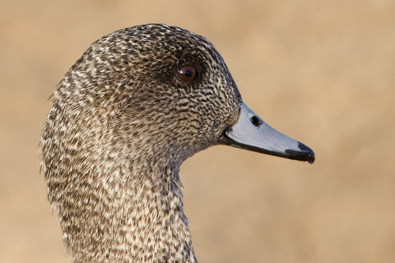 wigeon 28