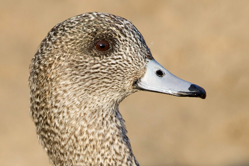 wigeon 30