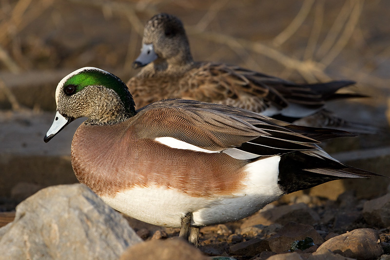 wigeon 31