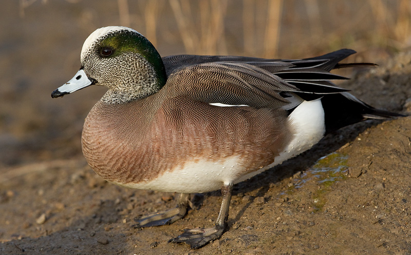 wigeon 32