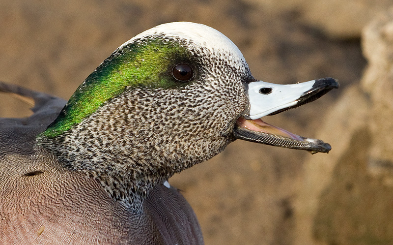 wigeon 35