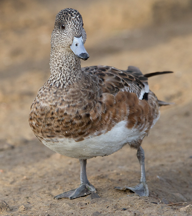 wigeon 38