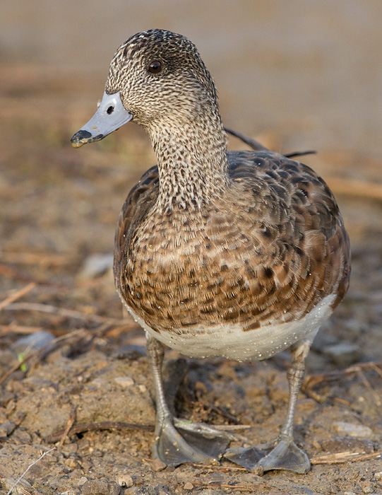 wigeon 39