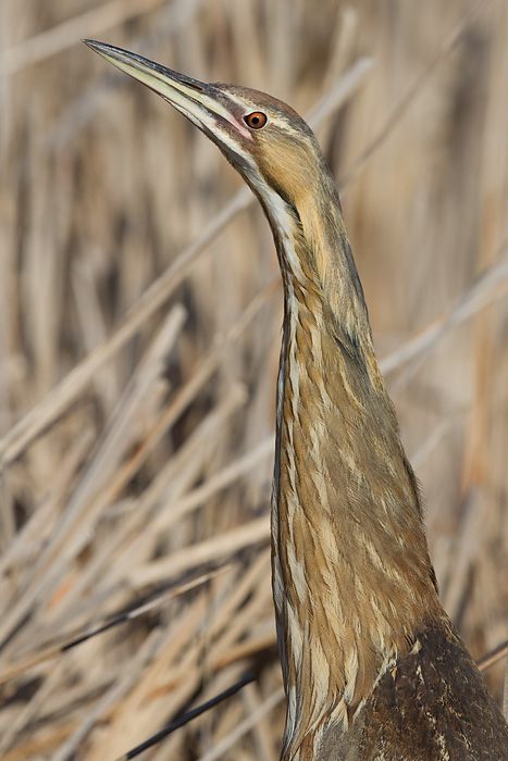 American bittern 2