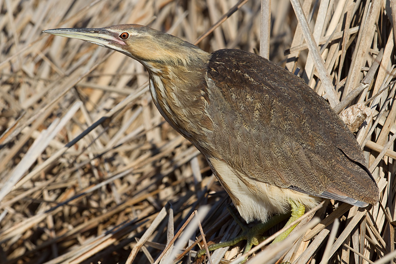 American bittern 3