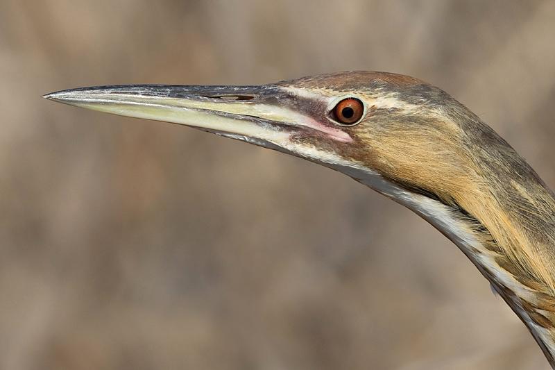 American bittern 4