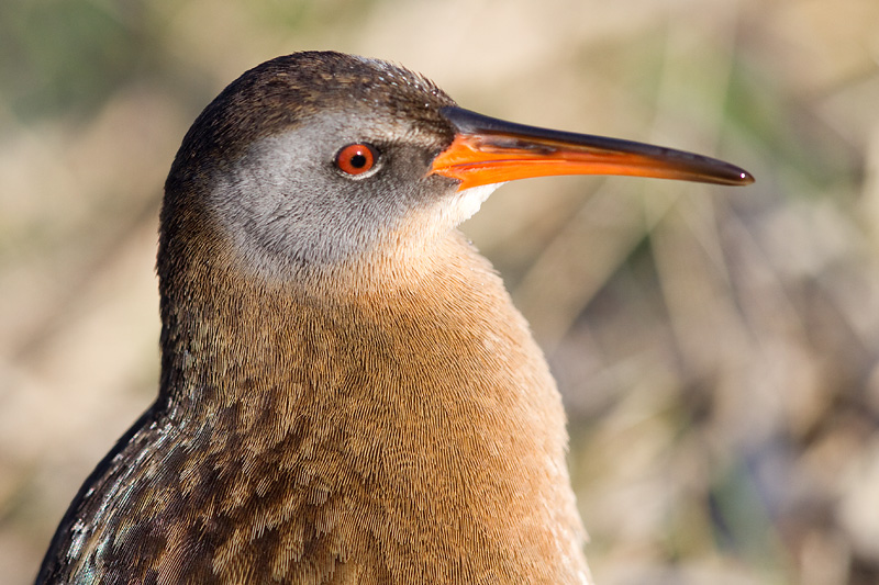 virginia rail 40