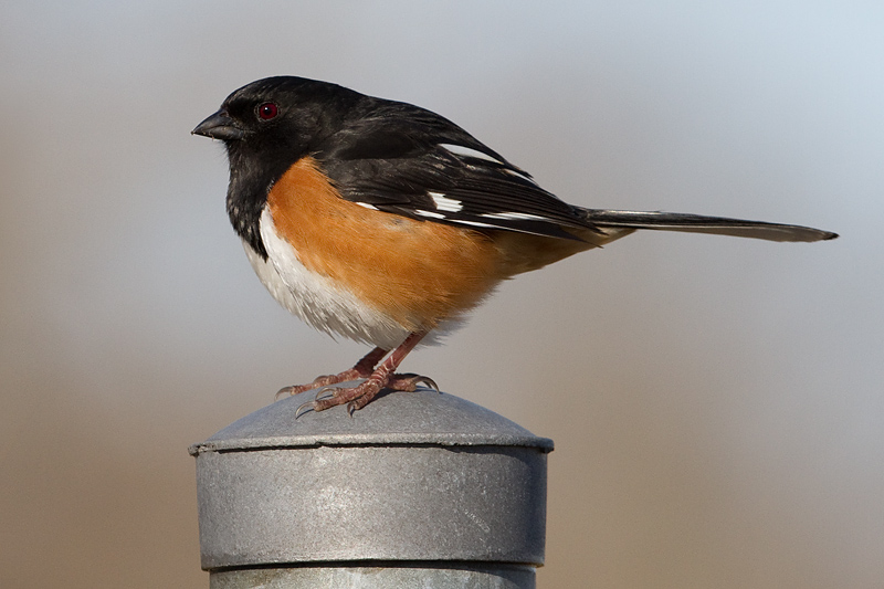 eastern towhee 18