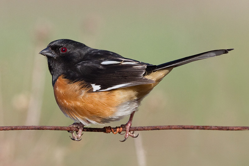 eastern towhee 20