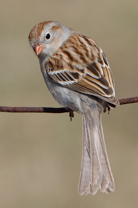 field sparrow 32