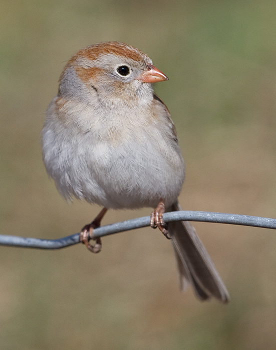field sparrow 33