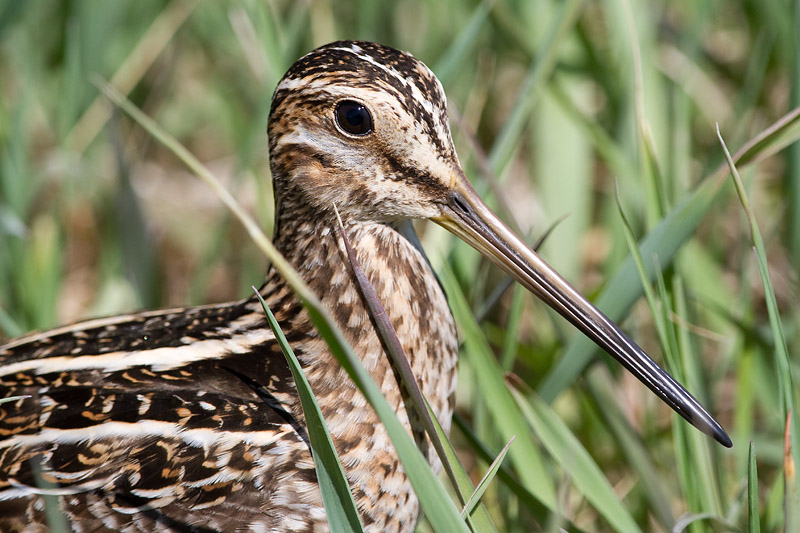 wilson snipe 3