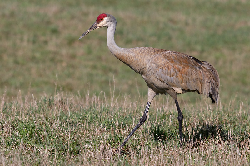 sandhill crane 239