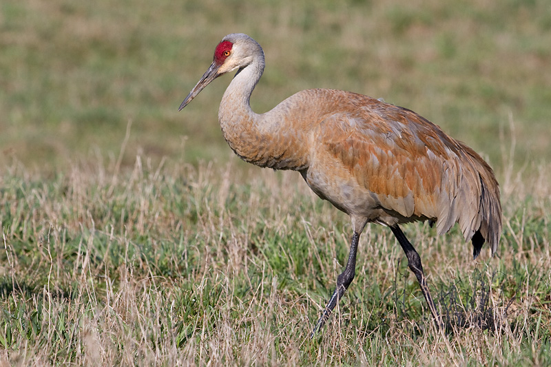 sandhill crane 240