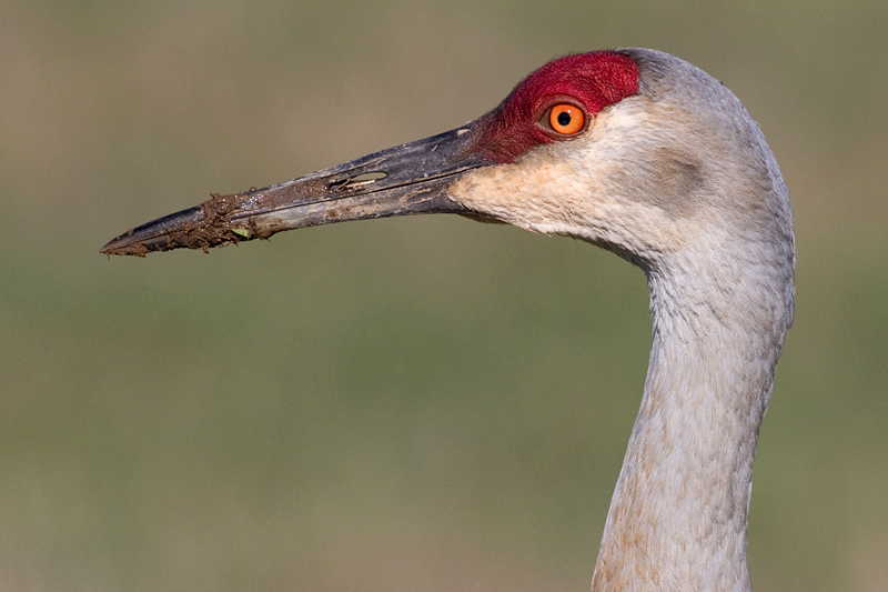 sandhill crane 242