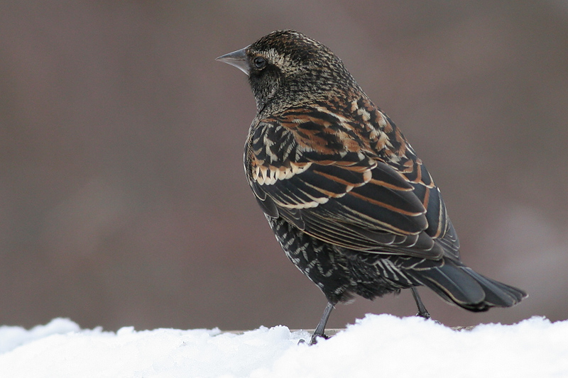 red winged blackbird 71