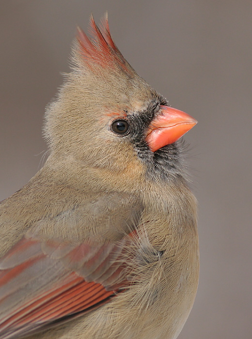 Cardinal-female
