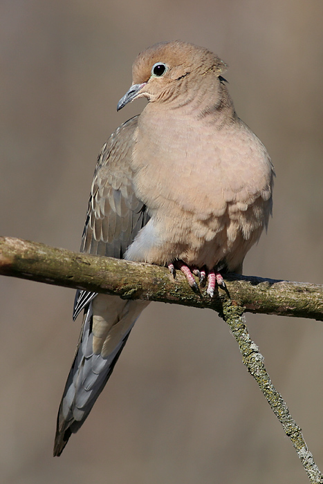 mourning dove 31