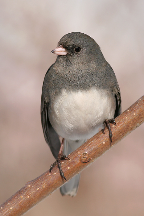 junco 46