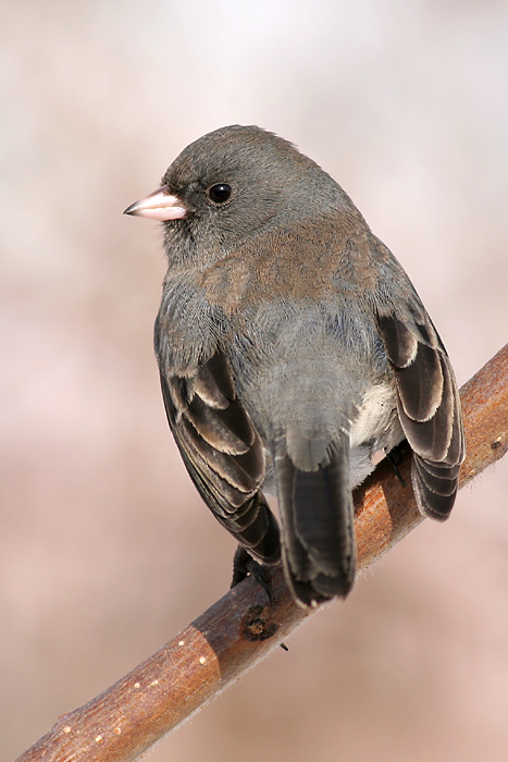 junco 47