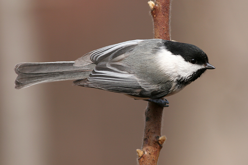 chickadee 184