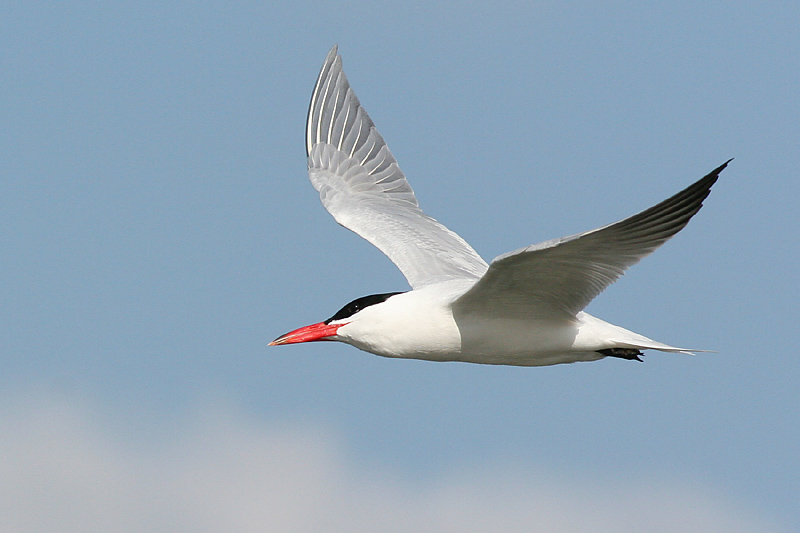 tern29.JPG